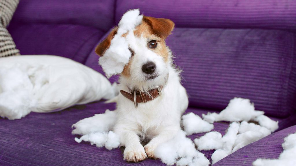Dog at home